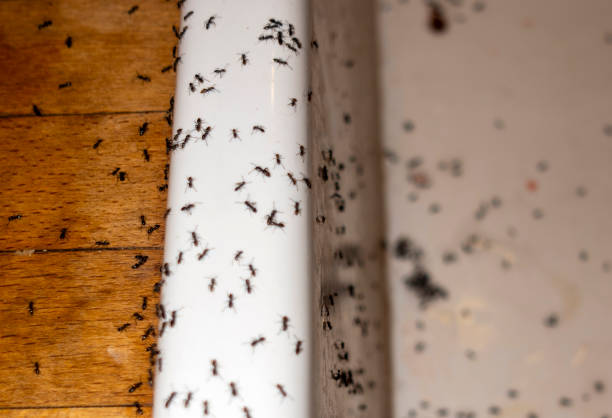 Best Residential Pest Control  in Mallory, WV