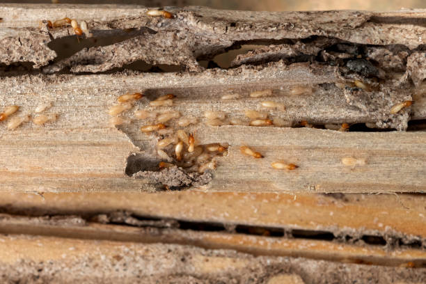 Best Wasp Removal Services  in Mallory, WV