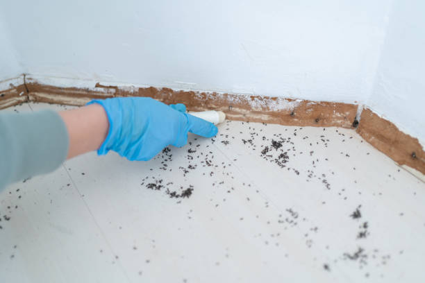 Best Local Pest Control Services  in Mallory, WV